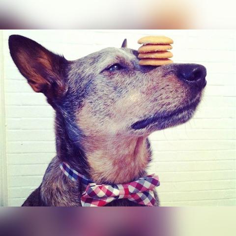 热门狗游戏盘点：人气飙升的狗狗游戏推荐精选