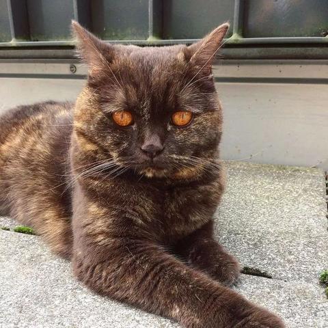 最强蜗牛特工索伦选将攻略：揭秘高效阵容搭配技巧