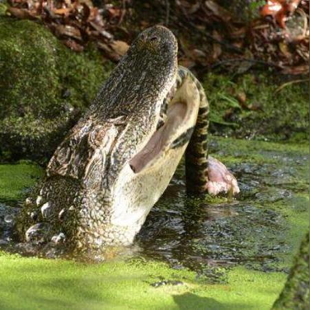 全球行动反抗军短吻鳄属性解析，独家图鉴攻略大揭秘