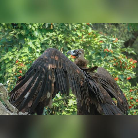 全球行动反抗军鹰系空军武器攻略：解锁空中霸主新战术