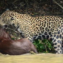 美洲豹属性深度解析：全球行动反抗军必备攻略技巧