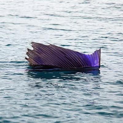 猎手之王皮肤旗帜盘点:独家揭秘旗帜外观全览攻略 猎手之王皮肤旗帜盘点:独家揭秘旗帜外观全览攻略