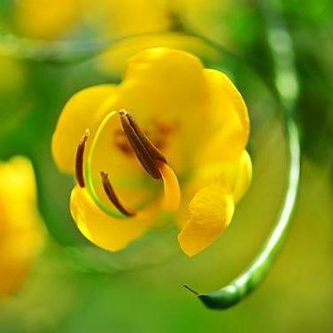 光遇和弦弹奏技巧解析,和弦概念深度解读必看 光遇和弦弹奏技巧解析,和弦概念深度解读必看