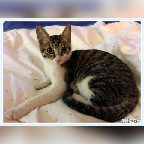 球球英雄电球球属性解析：深度图鉴揭示电系技能奥秘