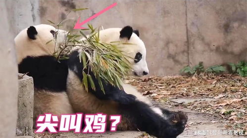 《当真变熊猫妹》第19关攻略揭秘：轻松通关秘籍大公开