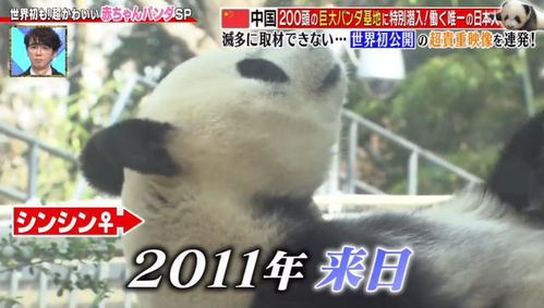 《当真变熊猫妹》15关独步通关秘籍：轻松解锁隐藏技巧攻略