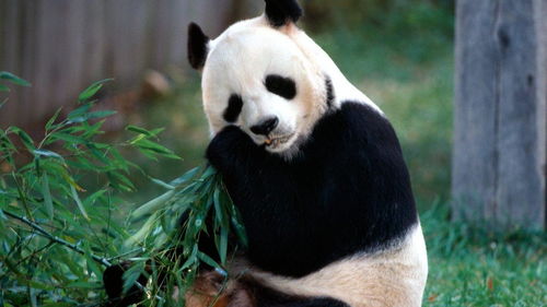 《当真变熊猫妹》第12关情绪通关秘籍：轻松解锁高分攻略！