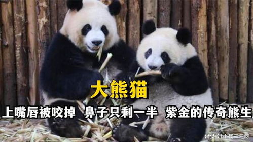 《当真变熊猫妹》第8关攻略揭秘：轻松通关秘籍大公开