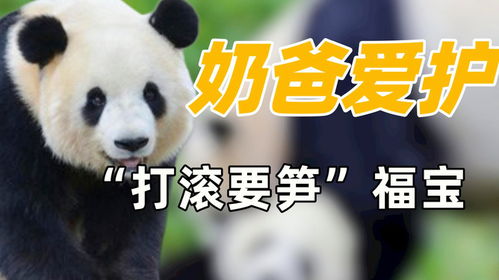 《当真变熊猫妹》第6关对话攻略：轻松通关秘籍大揭秘！