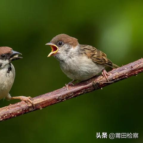 《捕猎游戏》第58关通关秘籍:高效攻略助你轻松猎杀! 《捕猎游戏》第58关通关秘籍:高效攻略助你轻松猎杀!