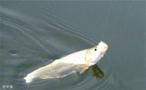 小森生活钓鱼达人必看：高效鱼种识别技巧大揭秘