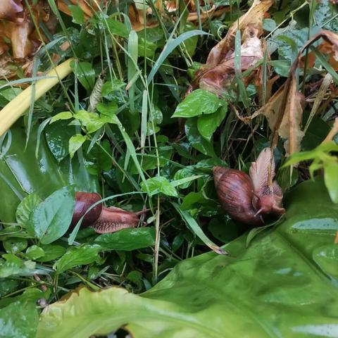 最强蜗牛俱乐部快速升级攻略：揭秘高效升级技巧，助你轻松突破！