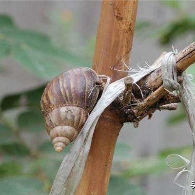 最强蜗牛猫呕吐物实用攻略:解锁隐藏属性,提升战斗力! 最强蜗牛猫呕吐物实用攻略:解锁隐藏属性,提升战斗力!