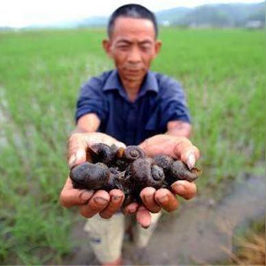 最强蜗牛分脑攻略:高效使用技巧解析,提升战斗力新秘籍 最强蜗牛分脑攻略:高效使用技巧解析,提升战斗力新秘籍
