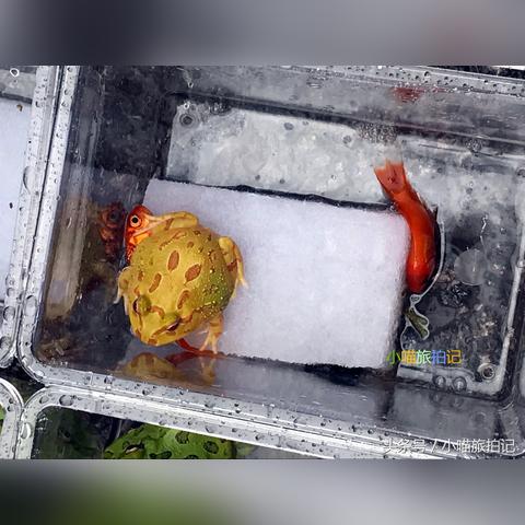 最强蜗牛招财猫高效获取技巧揭秘！