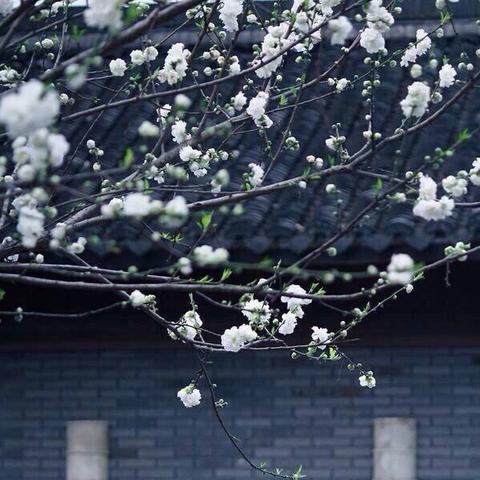 塞北西域骑马攻略：烟雨江湖独家马术技巧揭秘