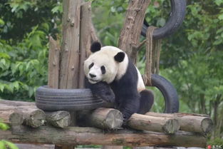 熊猫永不为奴再见饲养员26关通关秘籍：轻松解锁第二十六关攻略技巧