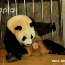 熊猫永不为奴攻略秘籍:全面通关技巧解析,助你轻松征服所有关卡 熊猫永不为奴攻略秘籍:全面通关技巧解析,助你轻松征服所有关卡