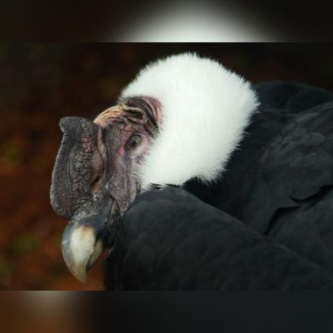 热门鸟游戏推荐：盘点最受欢迎的飞行冒险佳作