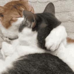 十大经典猫游戏盘点：揭秘猫咪玩家的最爱秘籍