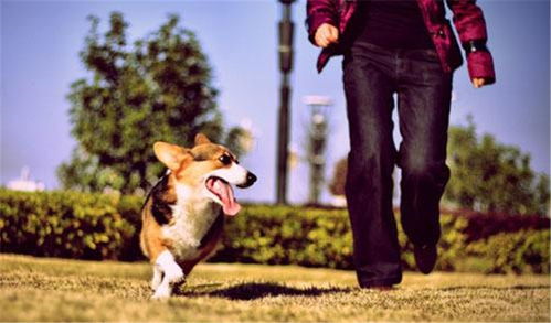 小小军团2遛狗攻略：高效技巧揭秘，轻松提升狗狗战斗力