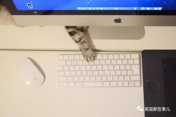 喵星人简史攻略:深度解析喵喵工作机高效玩法技巧 喵星人简史攻略:深度解析喵喵工作机高效玩法技巧