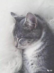 喵星人哲学等级速查攻略:轻松定位你的哲学境界 喵星人哲学等级速查攻略:轻松定位你的哲学境界