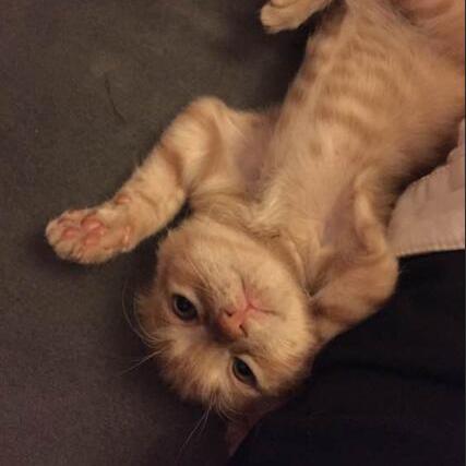 功夫喵星人疾病攻略：深度解析治疗玩法技巧