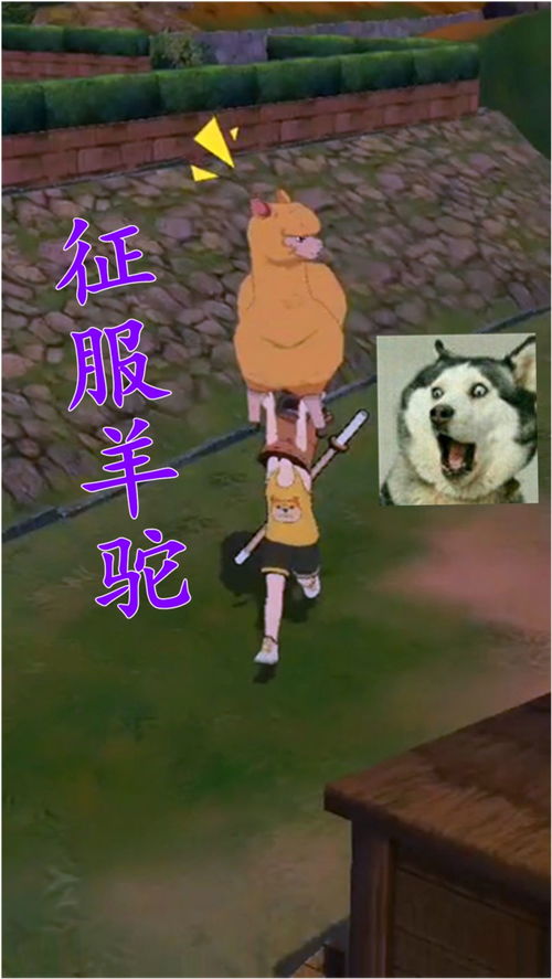 羊驼藏匿揭秘：小森生活彩色羊驼采集攻略及刷新时刻