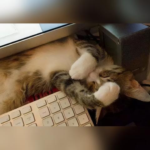 猫咪饮食攻略：小森生活养成计划喂饭技巧揭秘