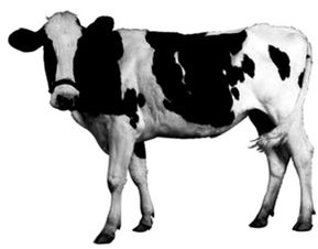 奶牛镇毛玉石住哪攻略：揭秘毛出现神秘位置及时间技巧