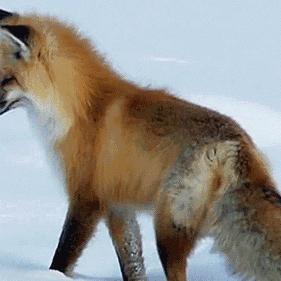 动物安排员26关三星攻略：高效通关秘籍大揭秘