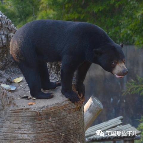 动物安排员25关三星通关秘籍:高效攻略助你轻松拿星 动物安排员25关三星通关秘籍:高效攻略助你轻松拿星