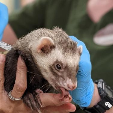 动物安排员24关通关秘籍：高效攻略助你轻松闯关！