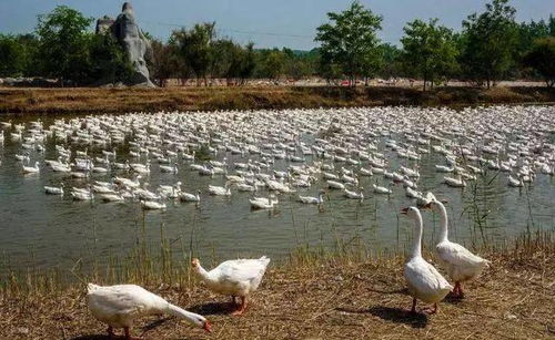 家鹅高效养殖技巧揭秘:轻松获得希望之村家鹅攻略 家鹅高效养殖技巧揭秘:轻松获得希望之村家鹅攻略