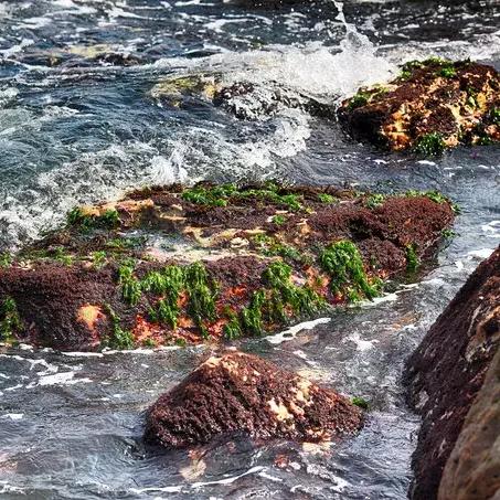 海岛钓鱼攻略：掌握独家技巧，轻松捕获珍稀鱼获