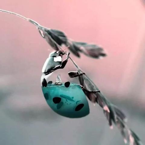 脑洞大侦探动物模式第六关破解攻略：轻松通关技巧揭秘