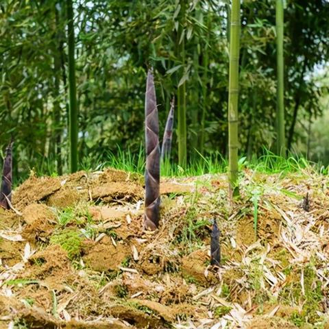 渊竹林地图攻略：深度解析，轻松通关秘籍大公开