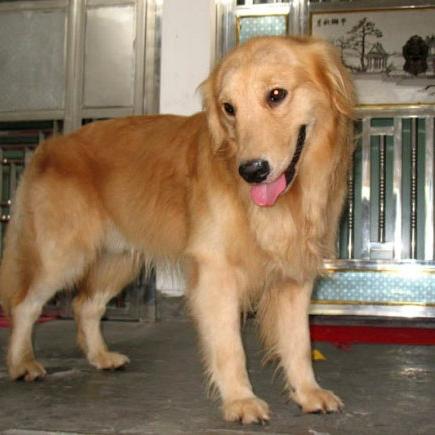 香肠派对开局必备物资盘点,新手必看捡货攻略! 香肠派对开局必备物资盘点,新手必看捡货攻略!