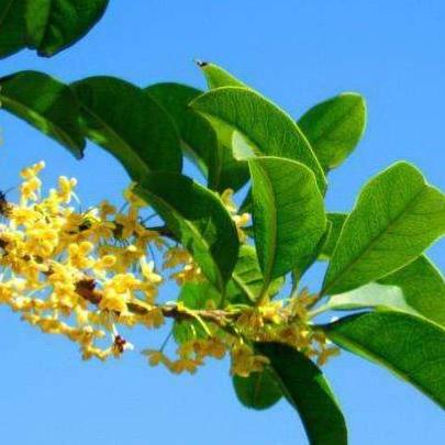 烟雨江湖佛牢钥匙获取攻略：解锁秘籍大揭秘，轻松解锁新境界