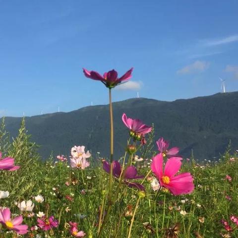 彩虹物语职业选择攻略：揭秘最适合你的职业特点与优势