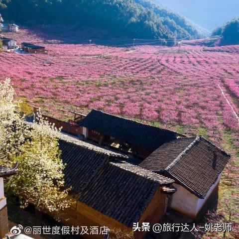 荒野日记技能攻略：揭秘孤岛生存必备绝技