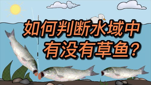 月兔钓鱼最佳时段揭秘:掌握技巧,轻松捕获大奖 月兔钓鱼最佳时段揭秘:掌握技巧,轻松捕获大奖