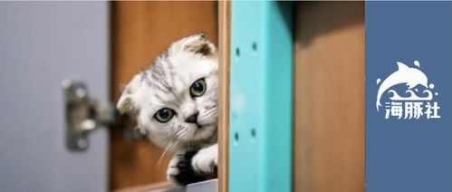 冒险公社存钱罐猫攻略：解锁财富增长秘籍