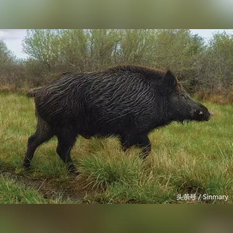 猎码计划新手攻略：C位角色推荐，掌握游戏核心优势