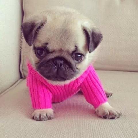 十大热门狗游戏盘点：必玩精选，解锁欢乐无限