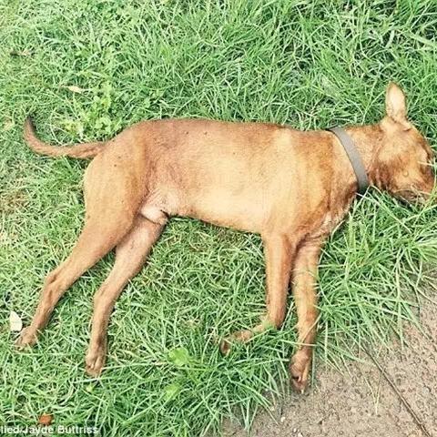 《小狗失踪大揭秘》第13关攻略：轻松通关技巧大公开