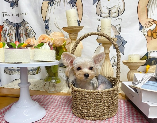 约克夏宝宝制服揭秘!解锁隐藏客人必看攻略 约克夏宝宝制服揭秘!解锁隐藏客人必看攻略