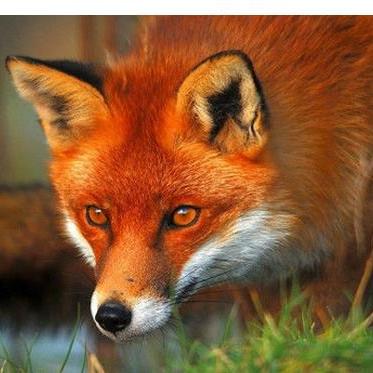 盘点热门旅鼠游戏：揭秘十大不可错过的趣味之旅