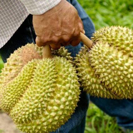 热带椰子秘籍解锁!动物餐厅必看攻略,轻松获取技巧揭秘 热带椰子秘籍解锁!动物餐厅必看攻略,轻松获取技巧揭秘